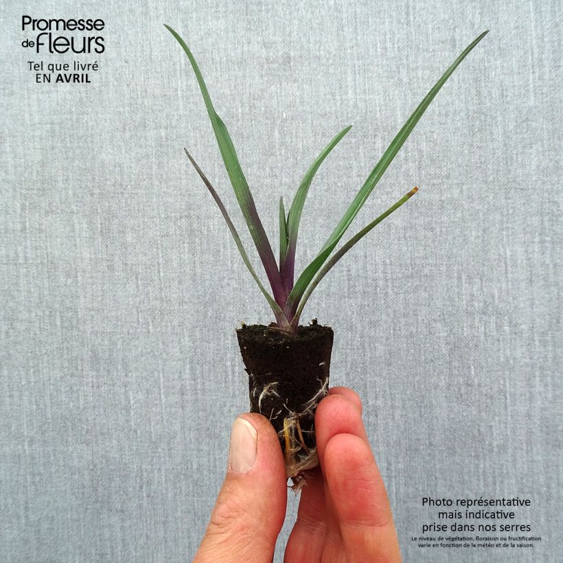 Example of Éphémère de Virginie - Tradescantia andersoniana JS Brainstorm Mini-motte Ø 1,5/2,5 cm as you get in printemps