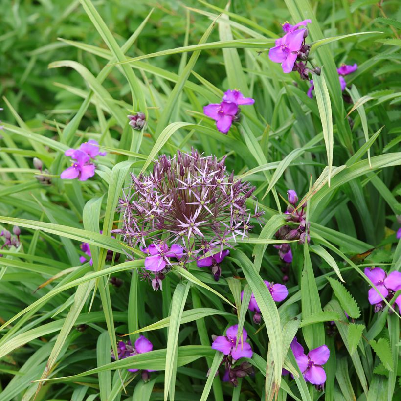 Ephémère de Virginie, Tradescantia andersoniana Karminglut (Plant habit)