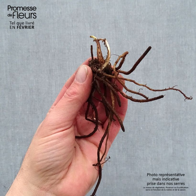 Example of Ephémère de Virginie - Tradescantia andersoniana Pink Chablis Petites Racines nues as you get in hiver
