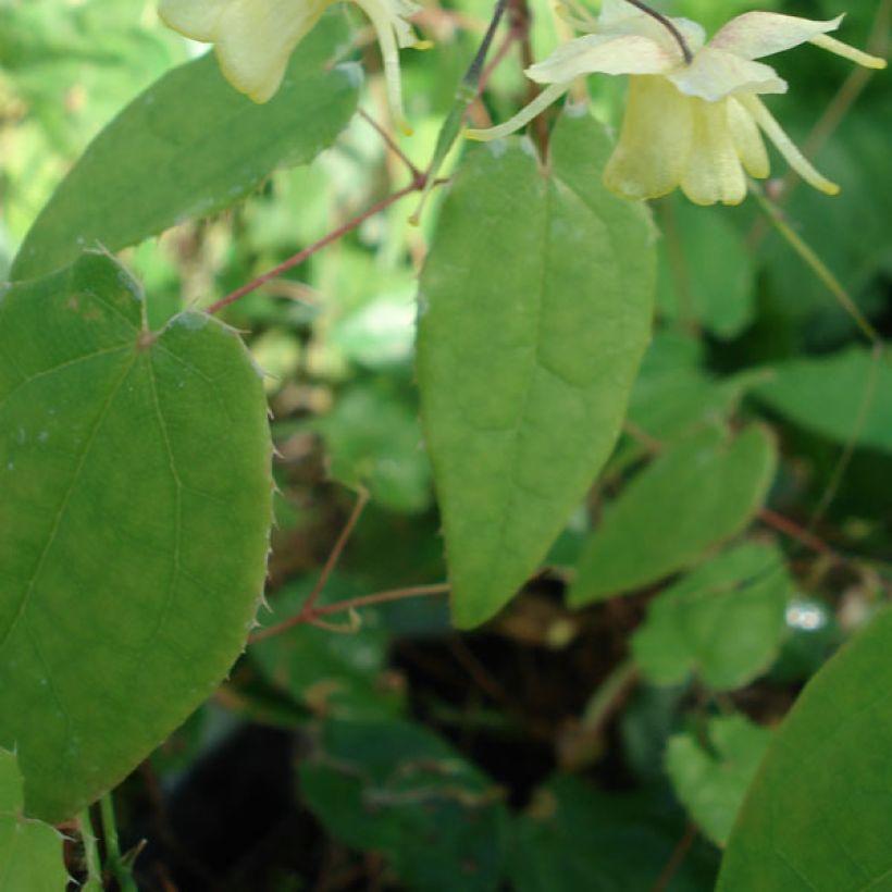 Fleur des Elfes - Epimedium Flower Of Sulphur (Foliage)