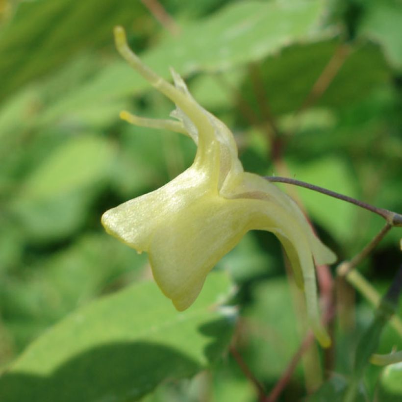 Fleur des Elfes - Epimedium Flower Of Sulphur (Flowering)
