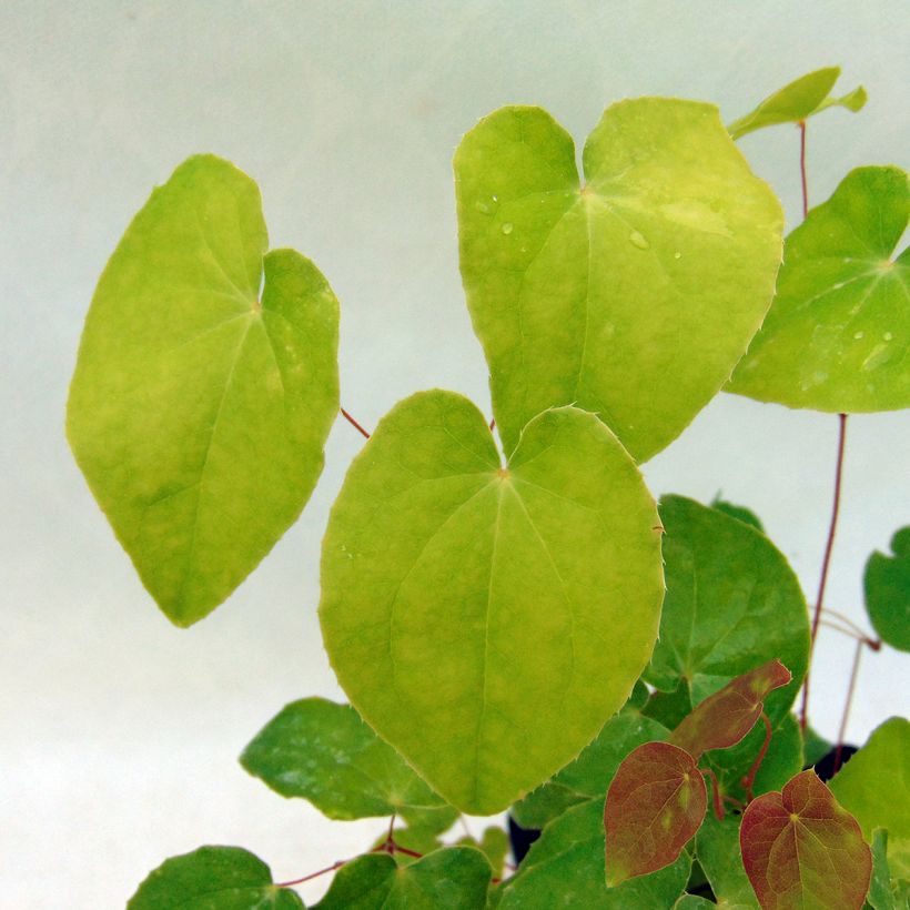 Epimedium grandiflorum Lilafee - Fleur des Elfes lilas (Foliage)