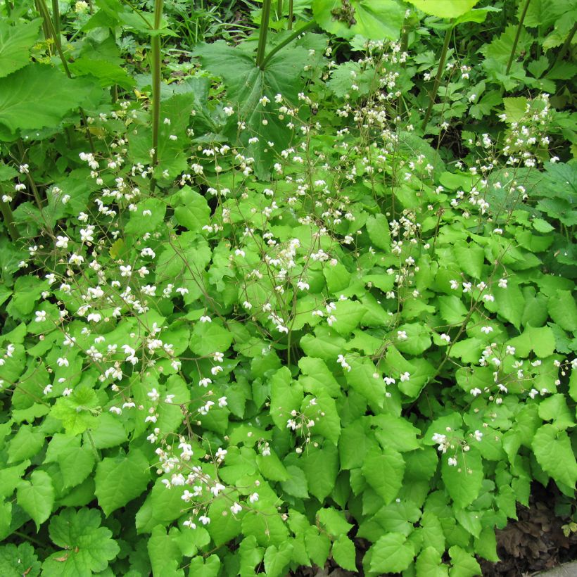 Epimedium grandiflorum Rubinkröne, Fleur des elfes (Plant habit)