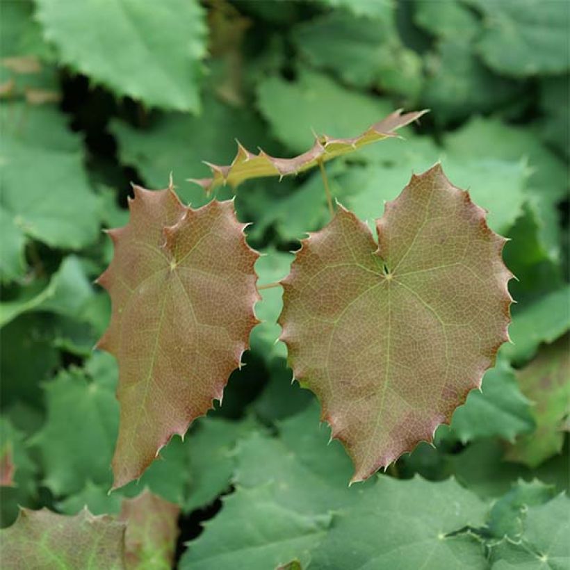 Epimedium pauciflorum, Fleur des elfes (Foliage)