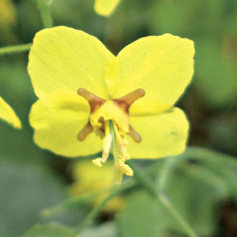 Epimedium perralchicum Frohnleiten - Fleur des Elfes jaune vif (Flowering)