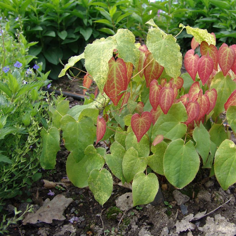 Epimedium rubrum - Fleur des elfes rouge (Plant habit)
