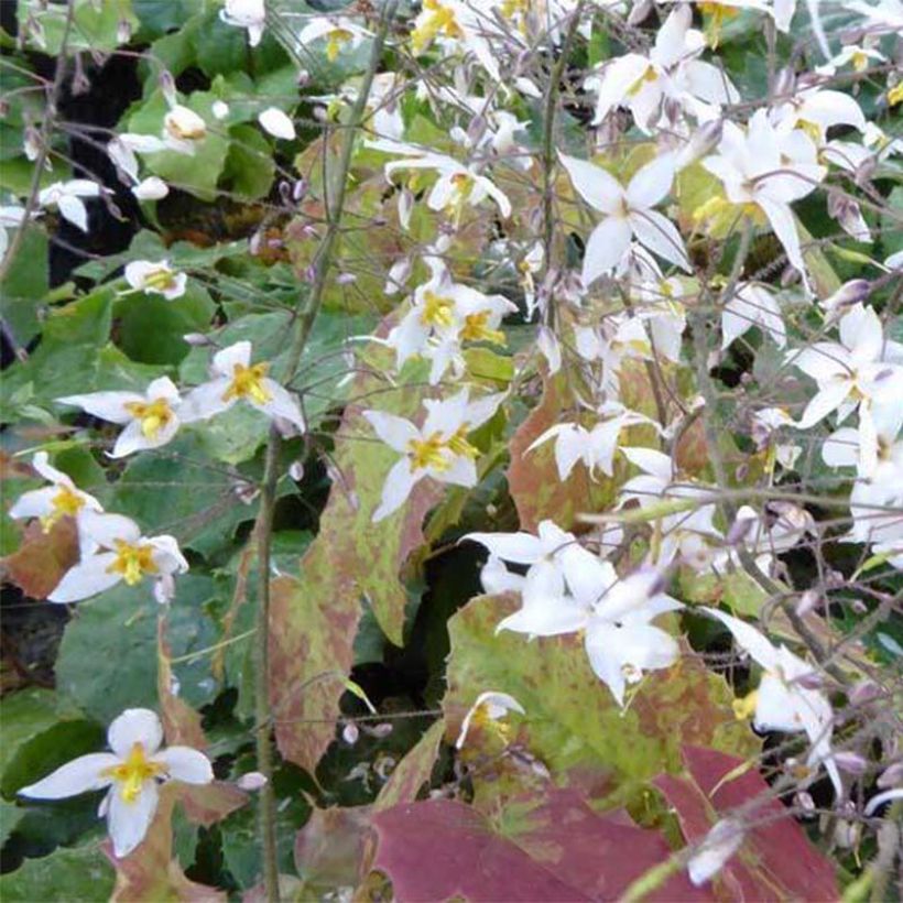 Epimedium stellulatum Wudang Star - Fleur des Elfes (Flowering)