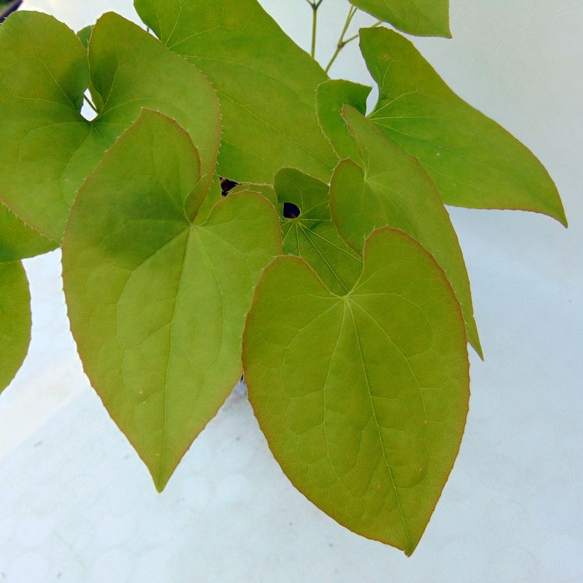 Epimedium warleyense Ellen willmott, Fleur des elfes (Foliage)