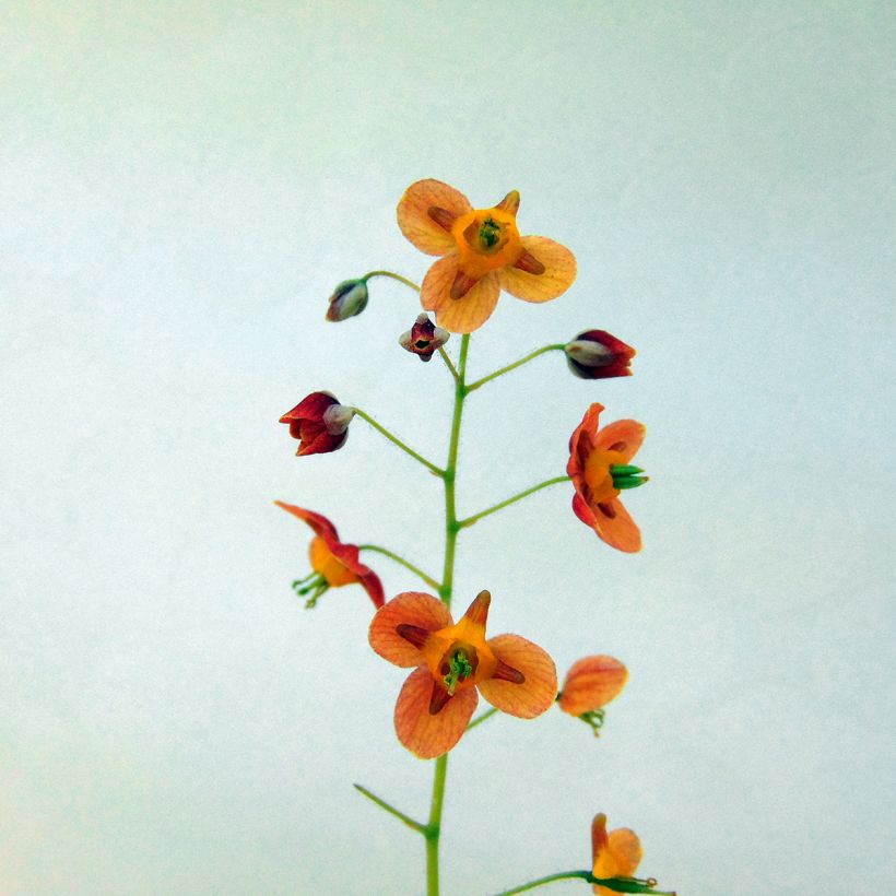 Epimedium warleyense Ellen willmott, Fleur des elfes (Flowering)