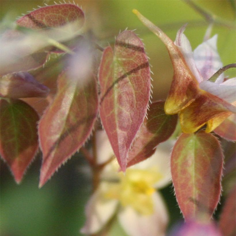 Fleur des Elfes - Epimedium  x versicolor Cupreum (Foliage)