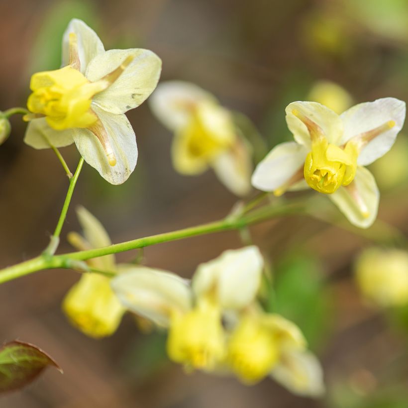 Epimedium x versicolor Sulphureum - Fleur des Elfes (Flowering)