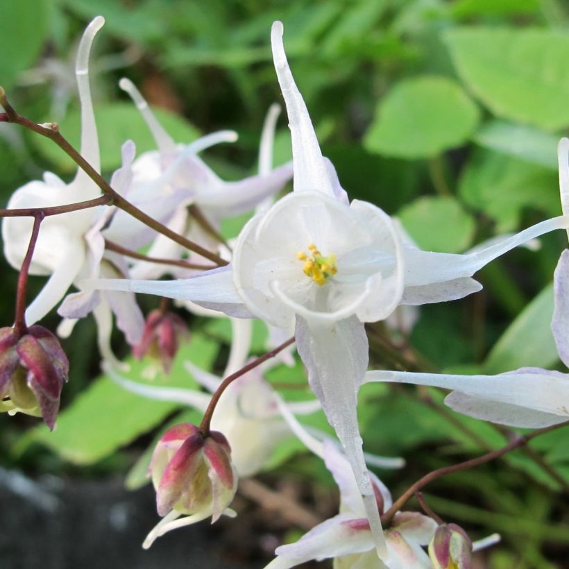 Epimedium youngianum Niveum - Fleur des elfes (Flowering)