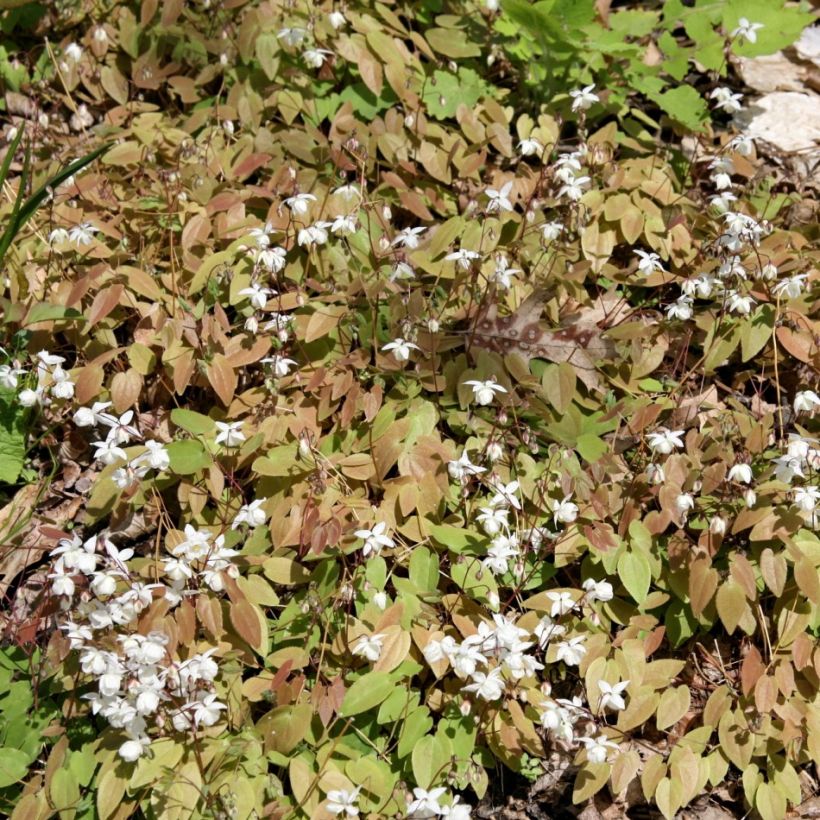 Epimedium youngianum Niveum - Fleur des elfes (Plant habit)