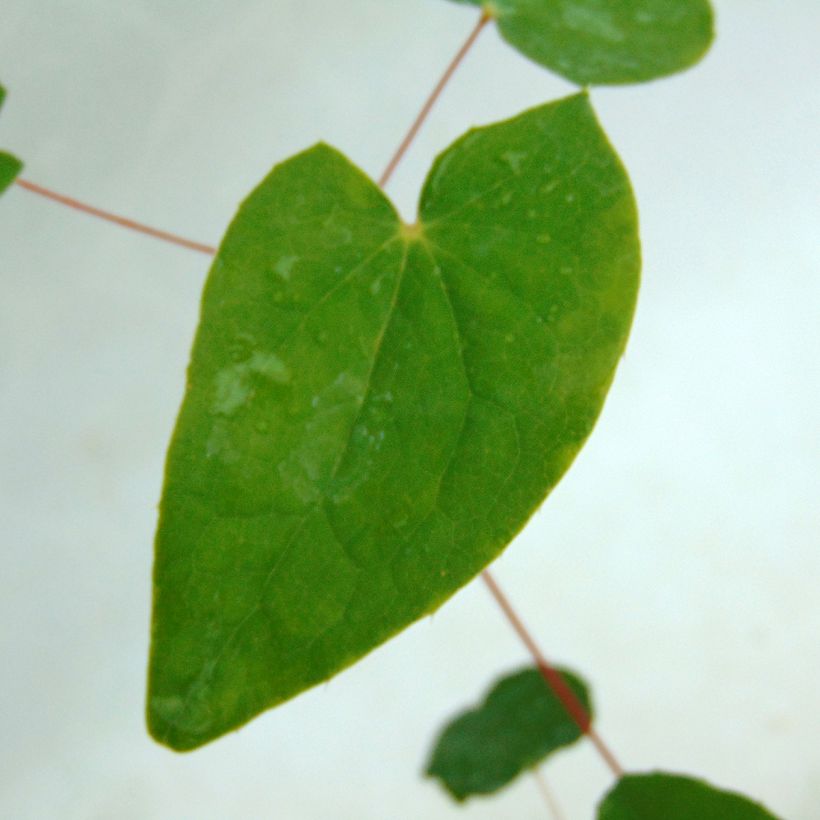 Epimedium youngianum Niveum - Fleur des elfes (Foliage)