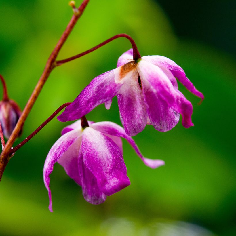 Epimedium youngianum Roseum - Fleur des elfes (Flowering)
