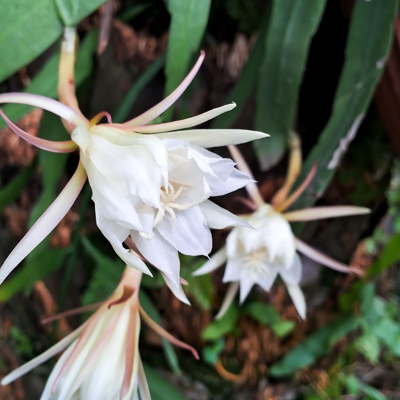 Epiphyllum anguliger - Cactus zig-zag (Flowering)