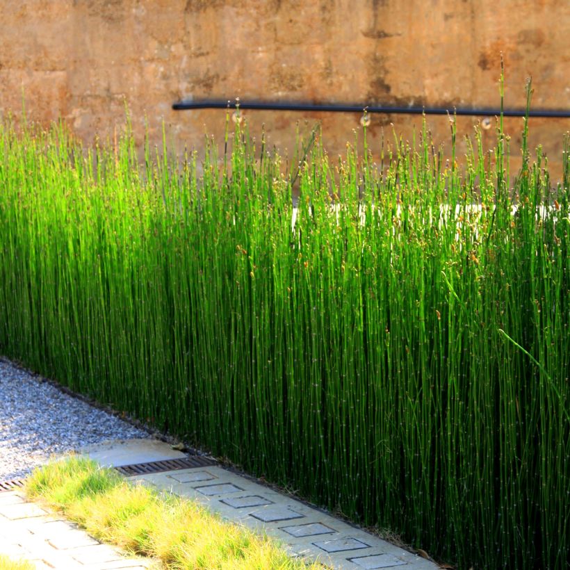 Equisetum camtschatcense, Prèle (Plant habit)