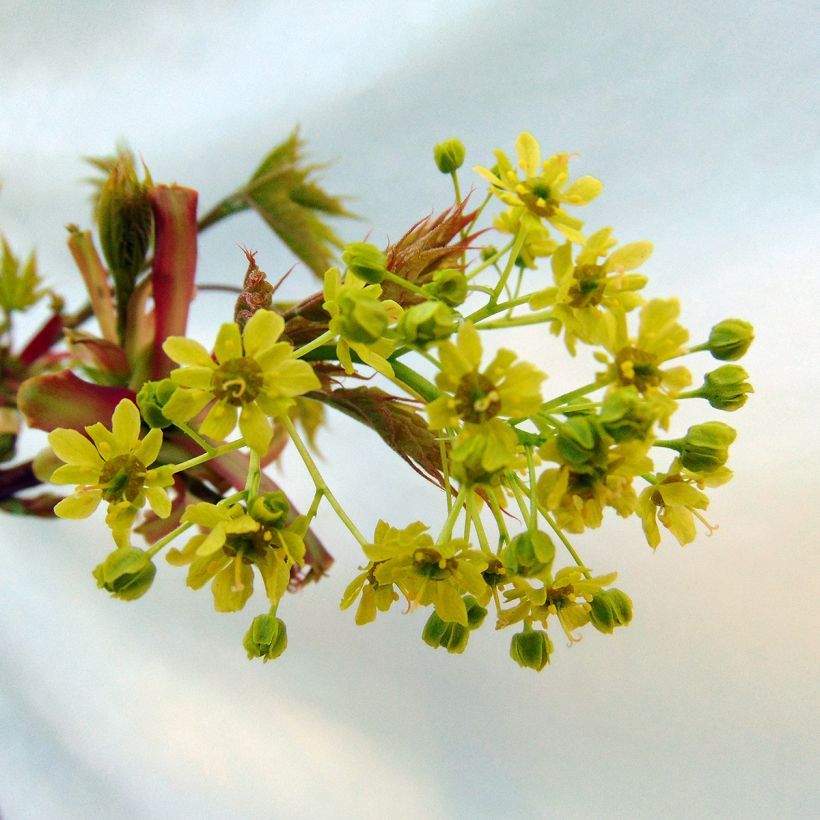 Erable boule - Acer platanoides Globosum (Flowering)