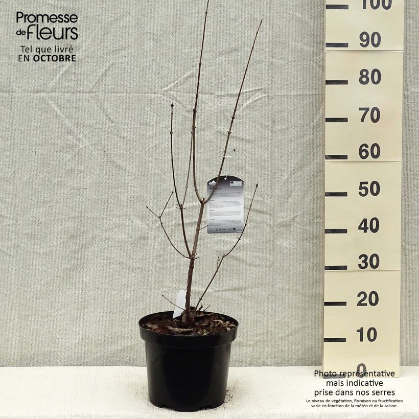 Example of Érable cannelle - Acer griseum Pot de 7,5L/10L as you get in automne