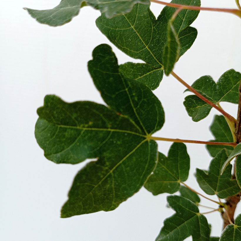 Erable de Montpellier - Acer monspessulanum (Foliage)