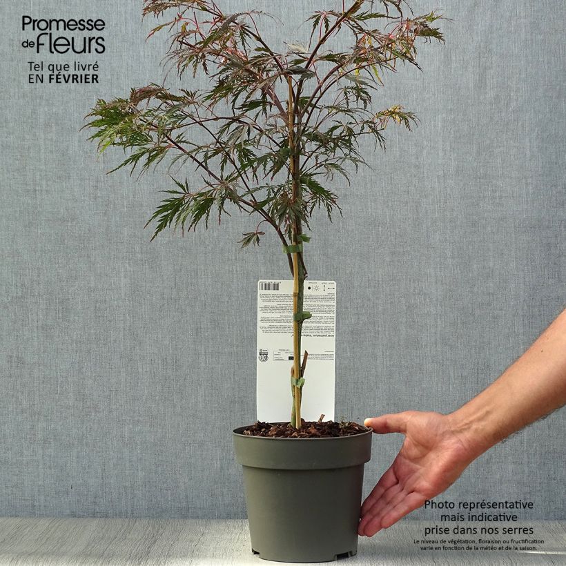 Example of Erable du Japon - Acer palmatum Inaba-Shidare Pot de 3L/4L as you get in automne