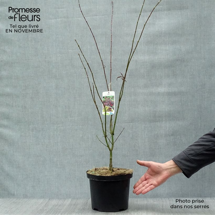 Example of Erable du Japon - Acer palmatum Red Pygmy Pot de 3L/4L as you get in automne