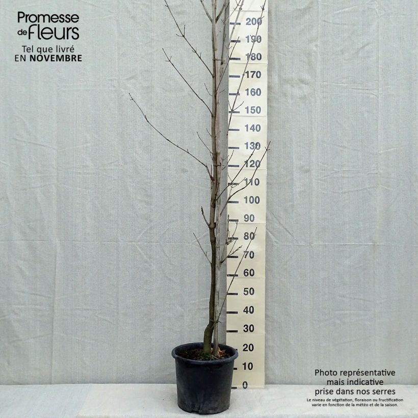 Example of Erable plane - Acer platanoides Drummondii Pot de 12L/15L, Baliveau as you get in automne