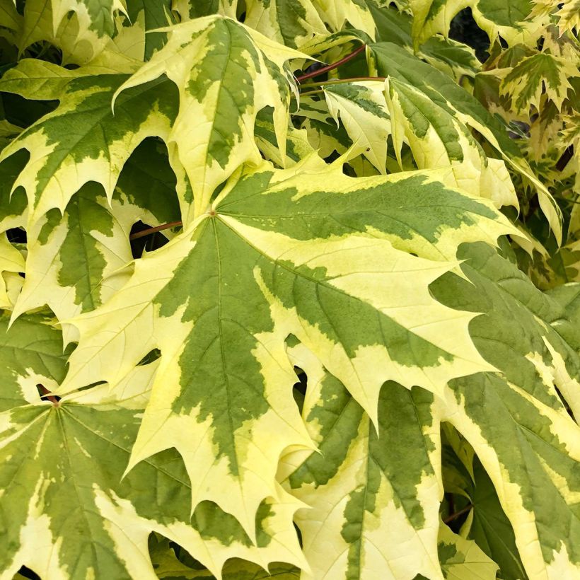 Erable plane - Acer platanoides Drummondii (Foliage)