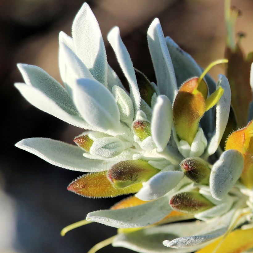 Eremophila glabra Kalbarri Carpet - Erémophile glabre (Flowering)
