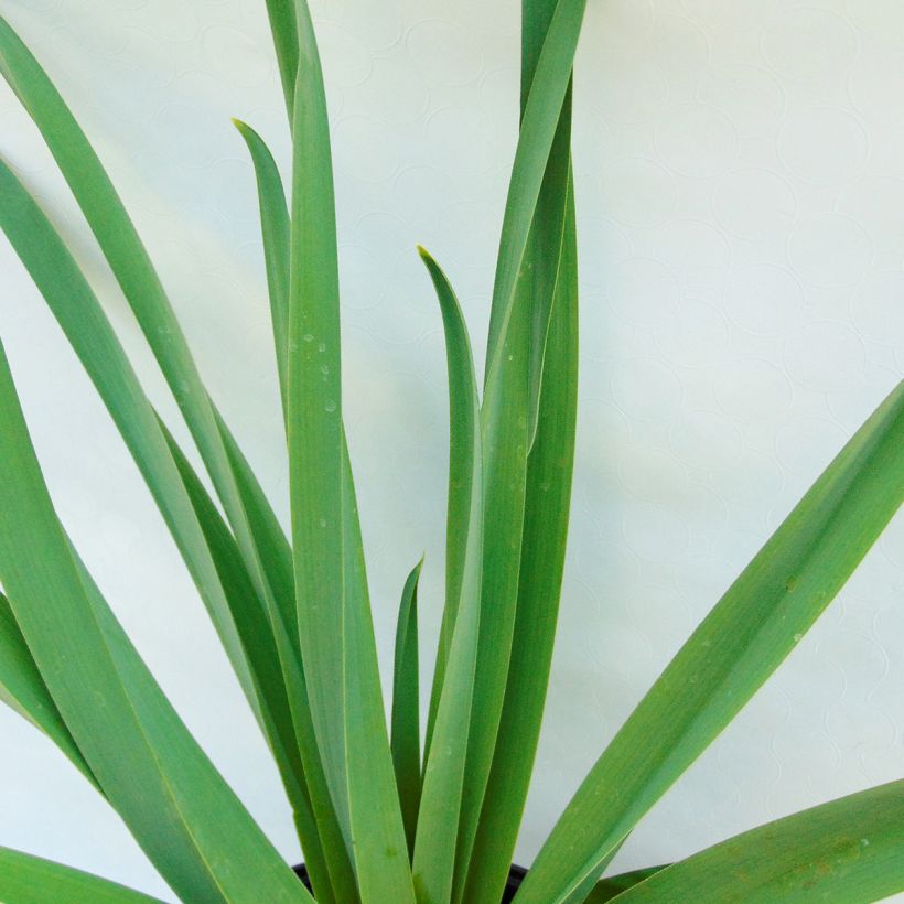 Eremurus himalaïcus - Lis des steppes (Foliage)