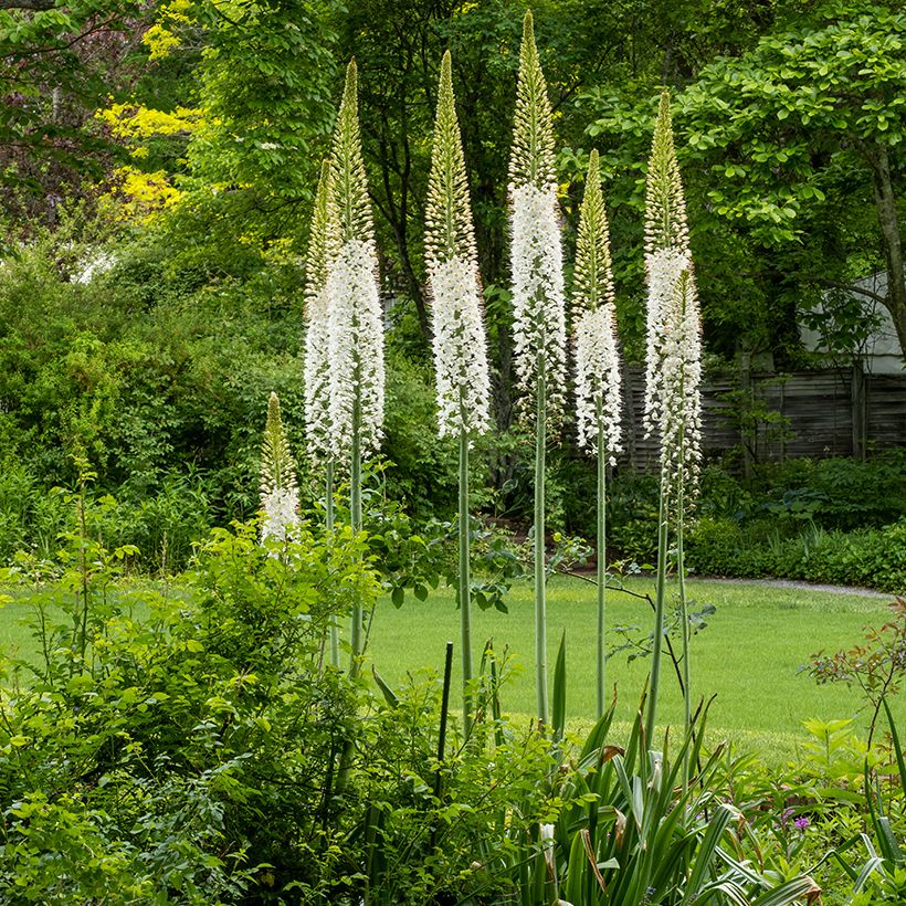 Eremurus himalaïcus - Lis des steppes (Plant habit)
