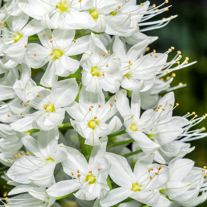 Eremurus robustus - Lis des steppes (Flowering)