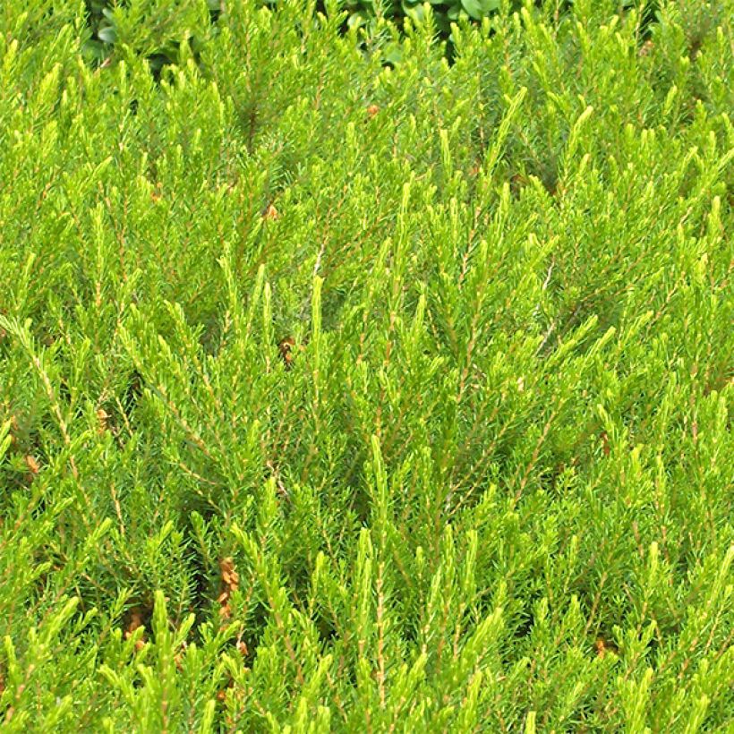 Bruyère des neiges - Erica carnea Jenny Porter (Foliage)