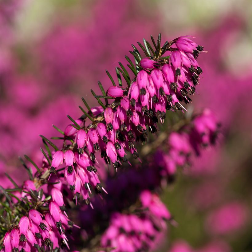 Bruyère des neiges - Erica carnea Myreton Ruby  (Flowering)
