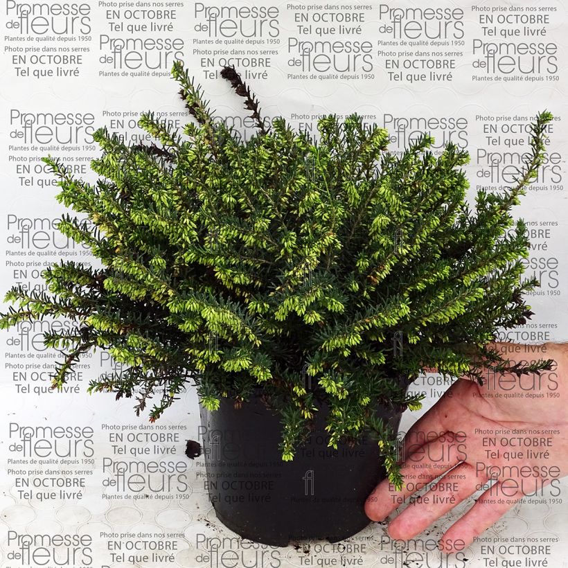 Example of Erica darleyensis Darley Dale - Bruyère d'hiver Pot de 2L/3L as you get