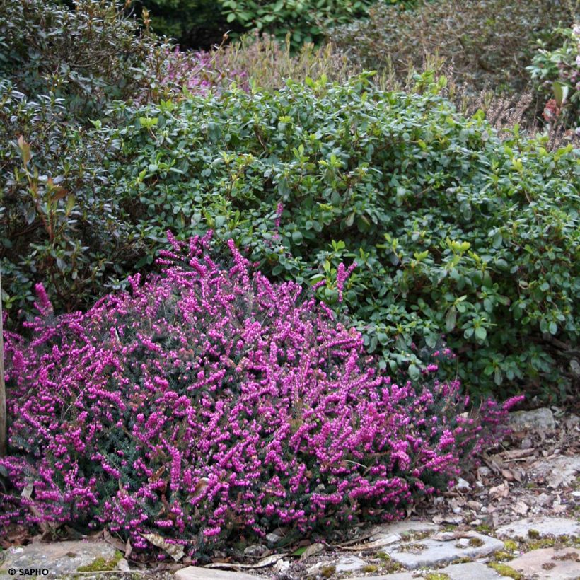 Erica x darleyensis Eva Gold - Bruyère d'hiver (Plant habit)