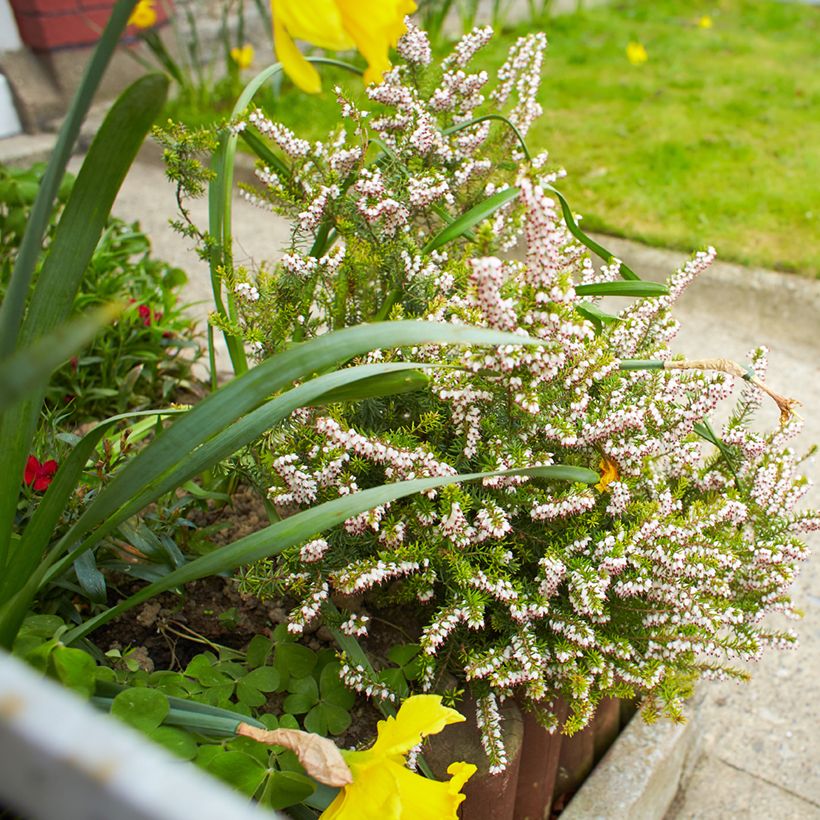 Erica darleyensis White Perfection - Bruyère d'hiver (Plant habit)