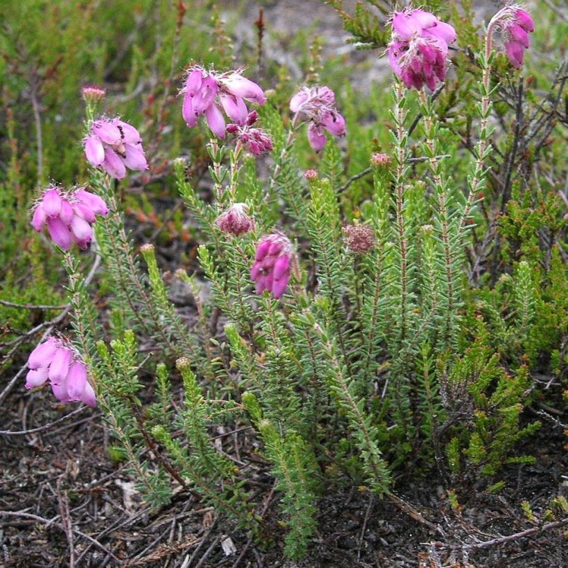 Bruyère des marais - Erica tetralix (Plant habit)