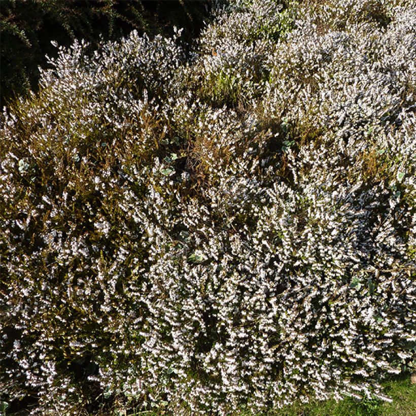 Bruyère d'hiver - Erica x darleyensis Silberschmelze (Plant habit)