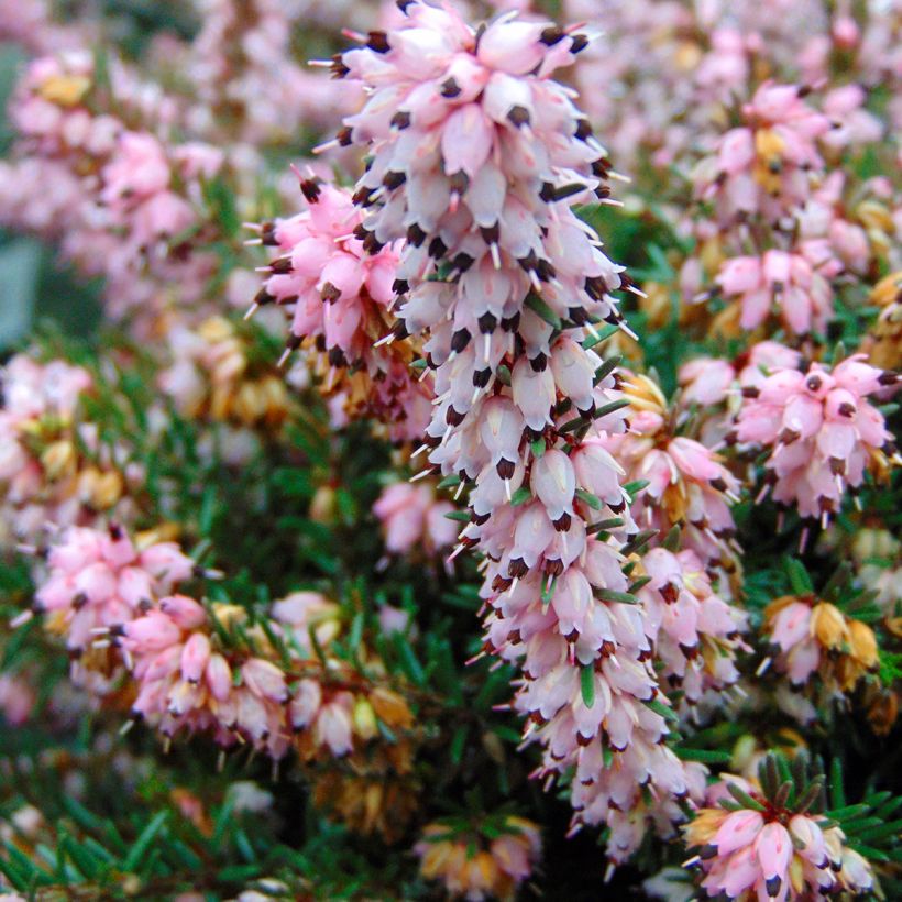 Erica x darleyensis Winter Belles Phoebe, bruyère d'hiver (Flowering)