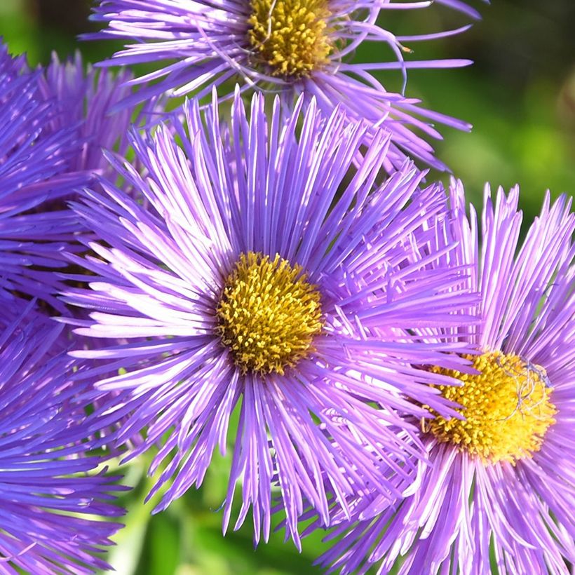Erigeron Dignity - Vergerette (Flowering)