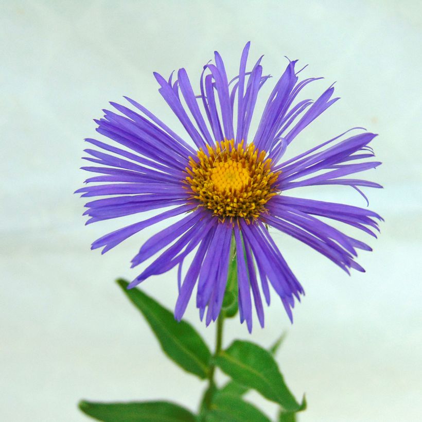 Erigeron Dunkelste Aller - Vergerette (Flowering)