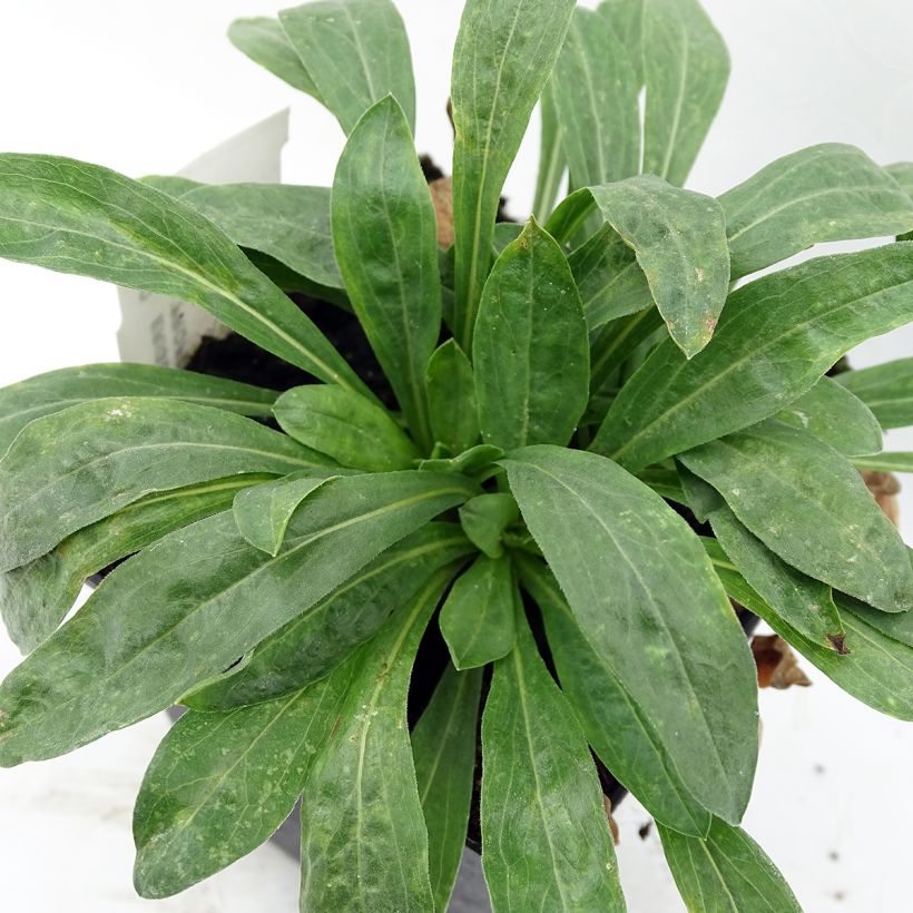 Erigeron Professor Korodi - Vergerette (Foliage)