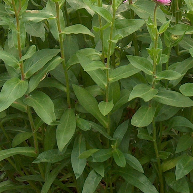 Erigeron Rosa Jewel - Vergerette (Foliage)
