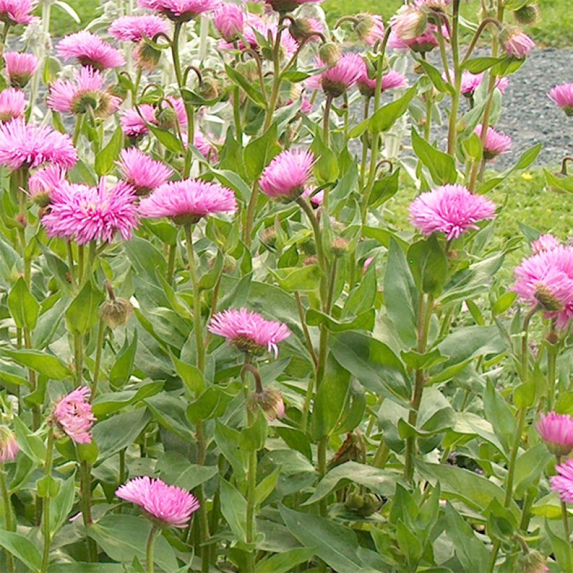 Erigeron Rosa Jewel - Vergerette (Flowering)