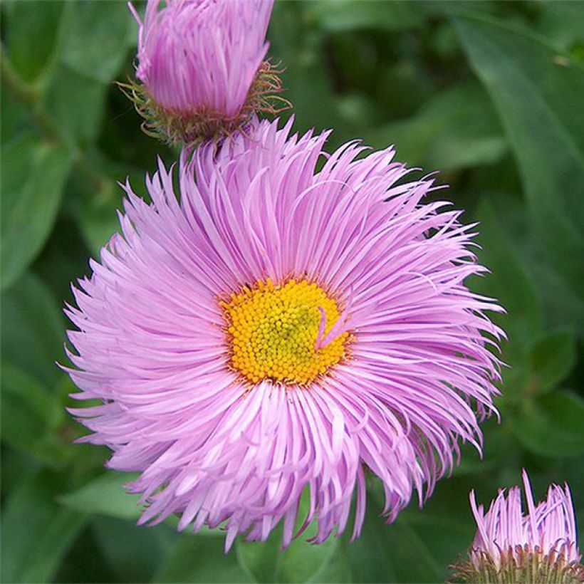 Erigeron Rosa Triumph - Vergerette (Flowering)