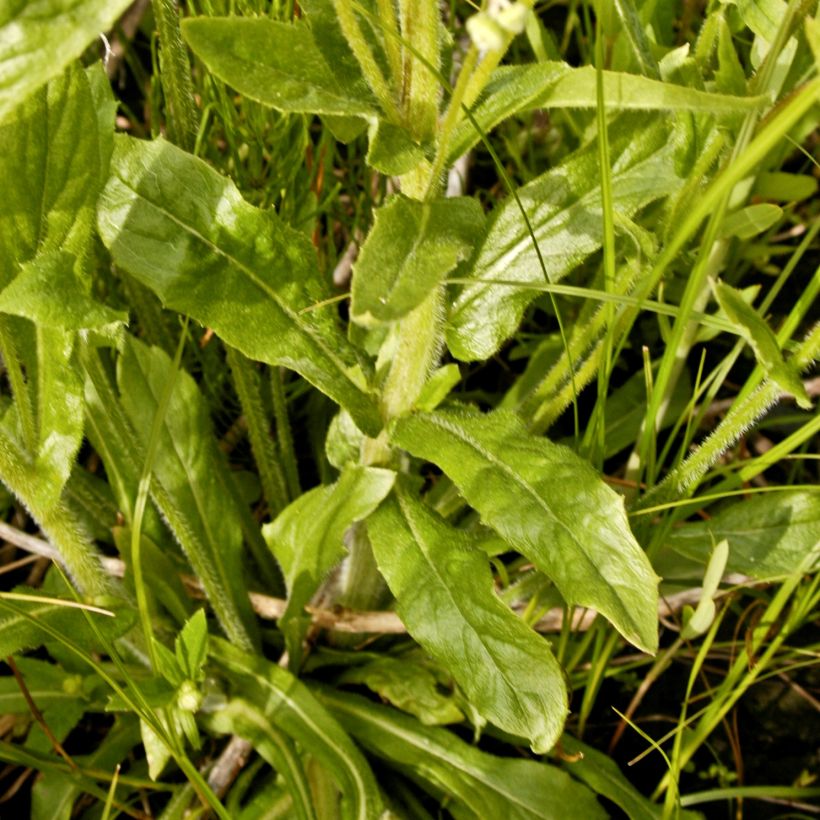 Erigeron philadelphicus, Vergerette (Foliage)