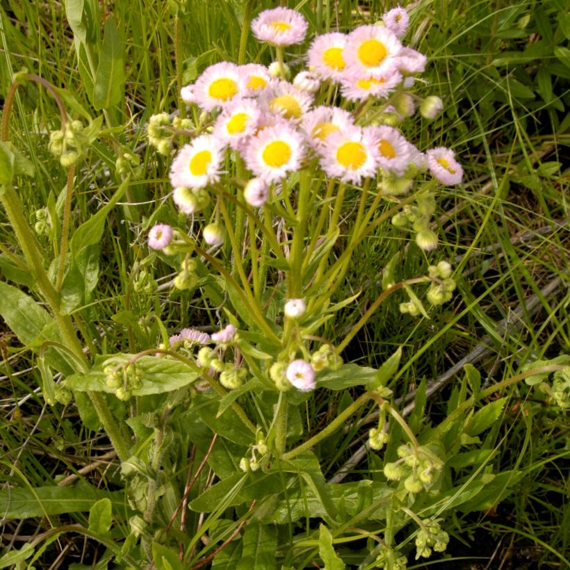 Erigeron philadelphicus, Vergerette (Plant habit)