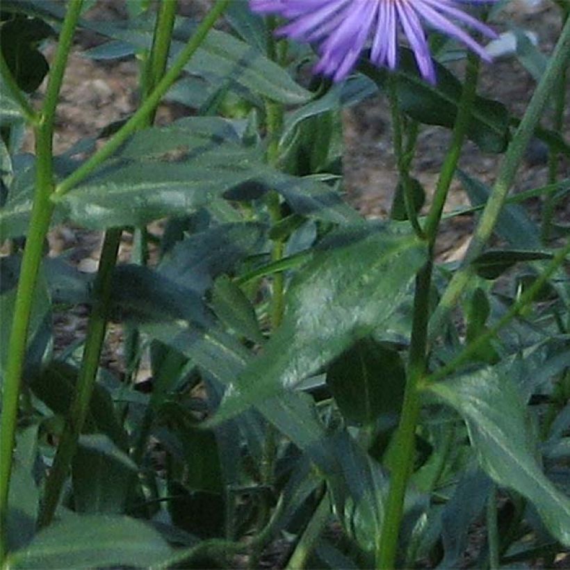 Erigeron speciosus Grandiflorus - Vergerette (Foliage)