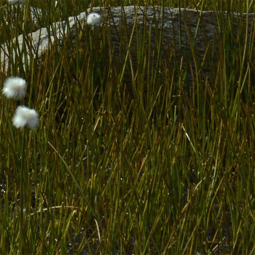 Eriophorum angustifolium - Linaigrette à feuilles étroites (Foliage)